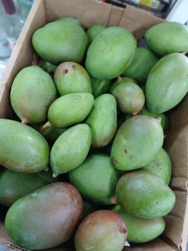 Mango Biche ( Verde ) (1K)