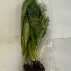Culantro ancho o cimarrón 25gramos