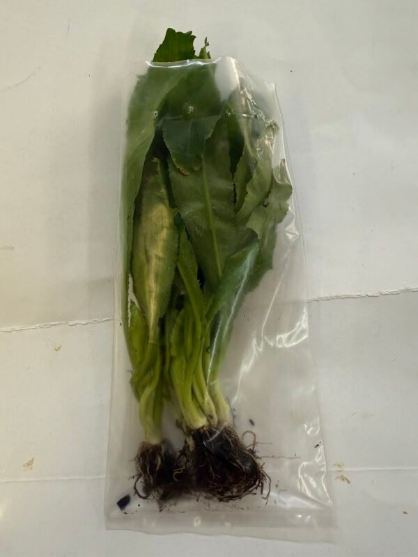Culantro ancho o cimarrón 25gramos