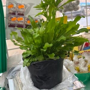 Maceta de Culantro Ancho o cimarrón o culantro de pata