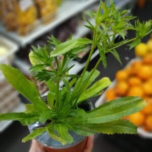 Maceta de culantro ancho pequeño para huerto urbano - Lopez Fu Market