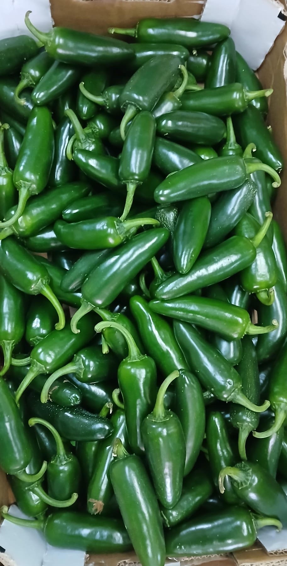 Jalapeños ( 1K)