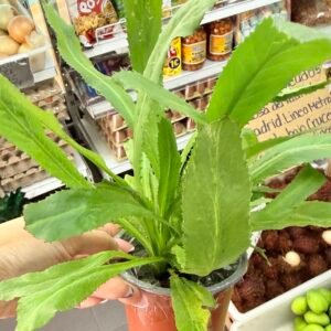 Culantro ancho pequeño