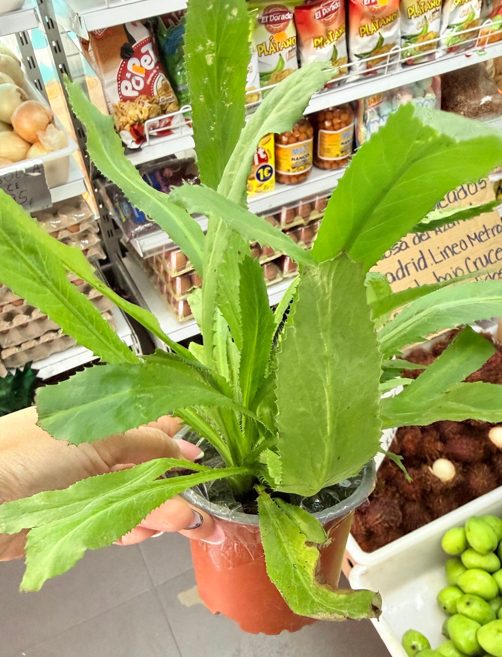 Culantro ancho pequeño